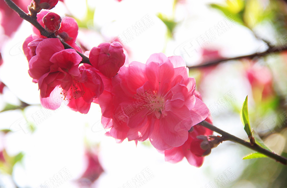 春暖花開，桂林鴻程誠邀您共賞春景！