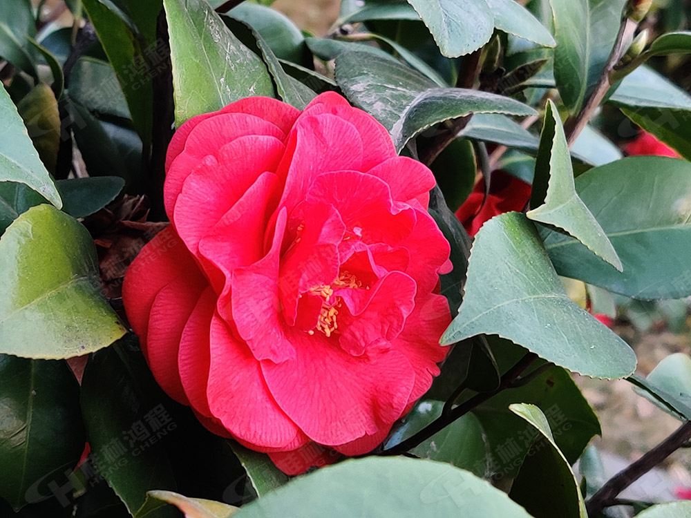 桂林鴻程花團(tuán)錦簇，滿園春色，邀您一起共賞春景，共商大計(jì)！